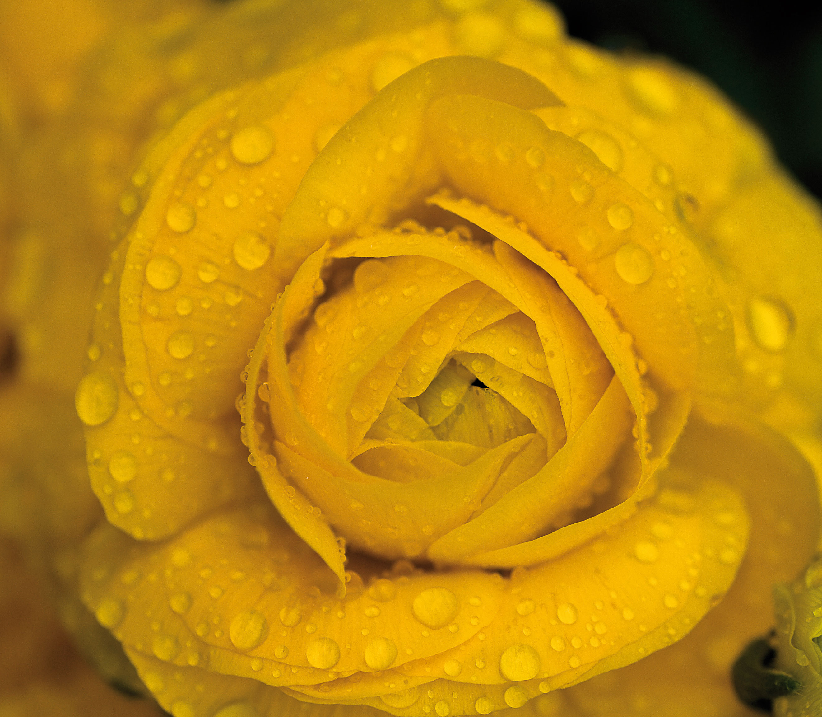 rose
